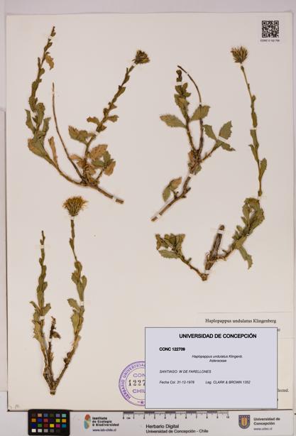 Haplopappus undulatus [Espécimen: UDEC:CONC:0122709]