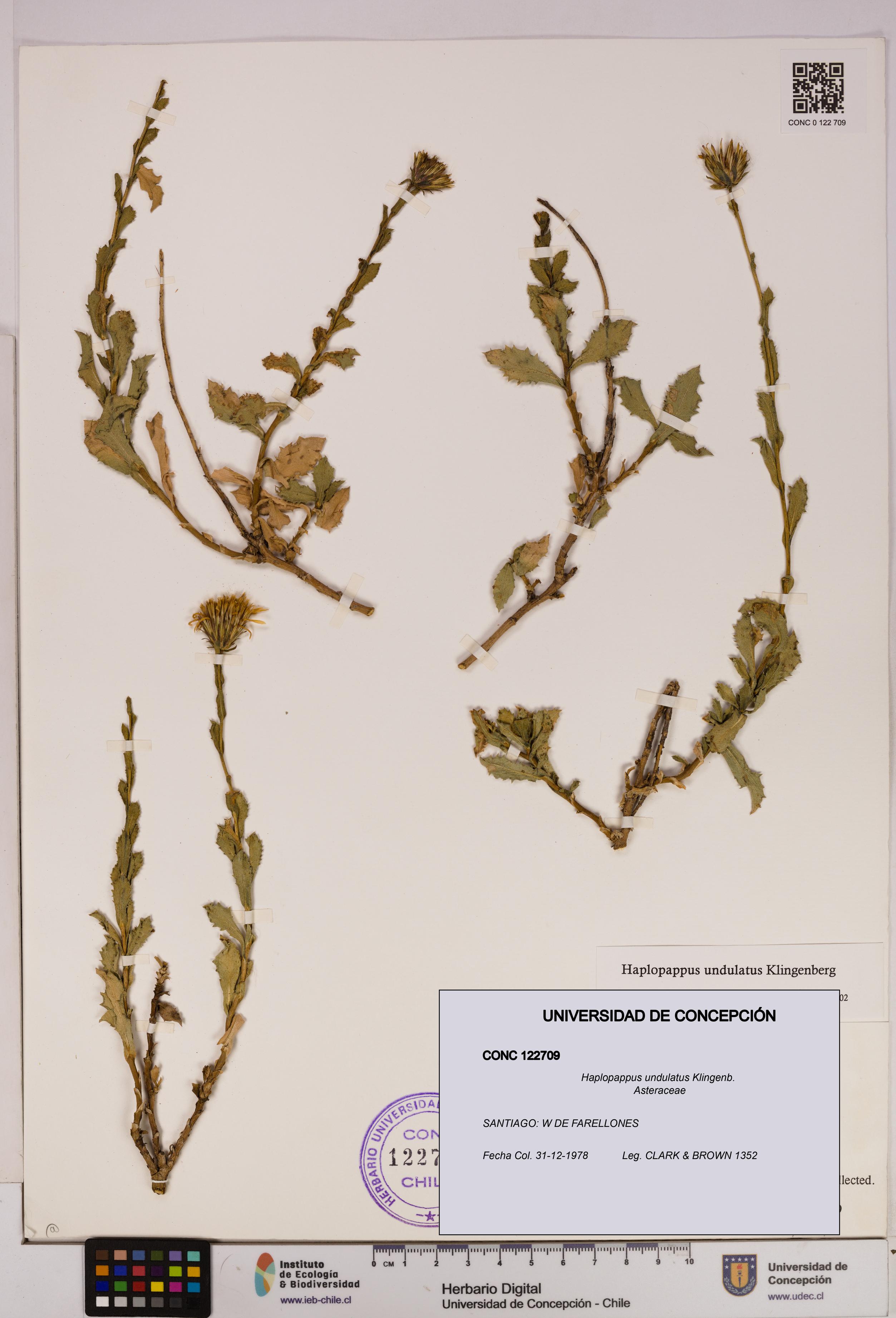 Haplopappus undulatus [Espécimen: UDEC:CONC:0122709]