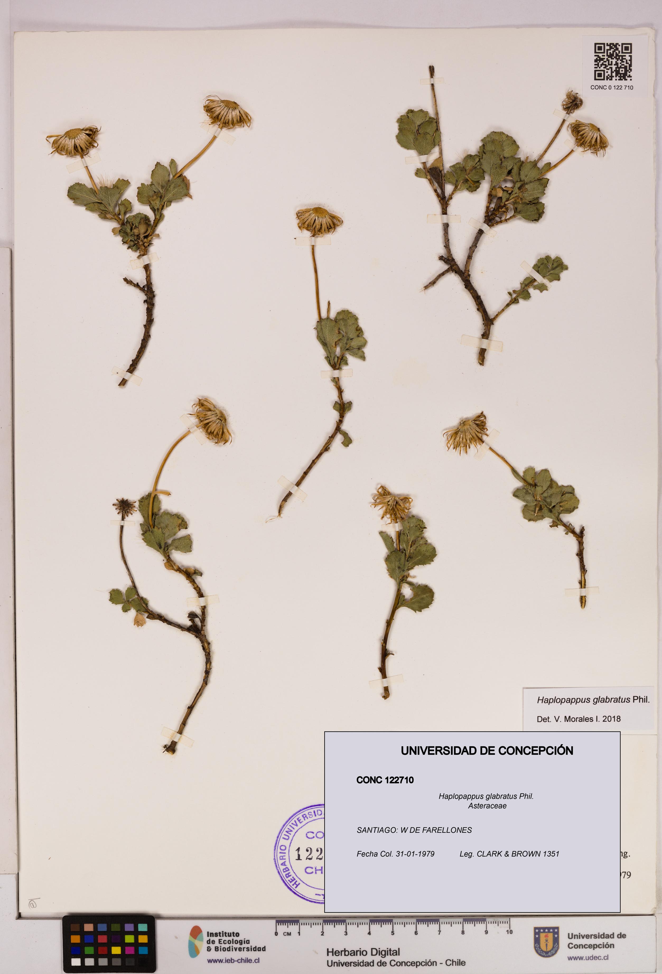 Haplopappus glabratus [Espécimen: UDEC:CONC:0122710]