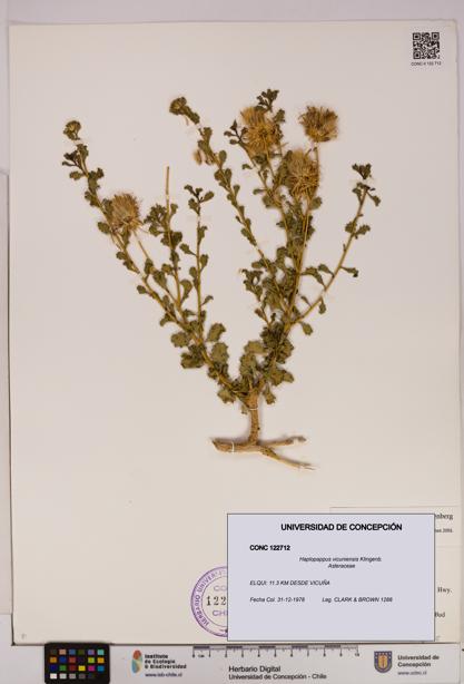 Haplopappus vicuniensis [Espécimen: UDEC:CONC:0122712]