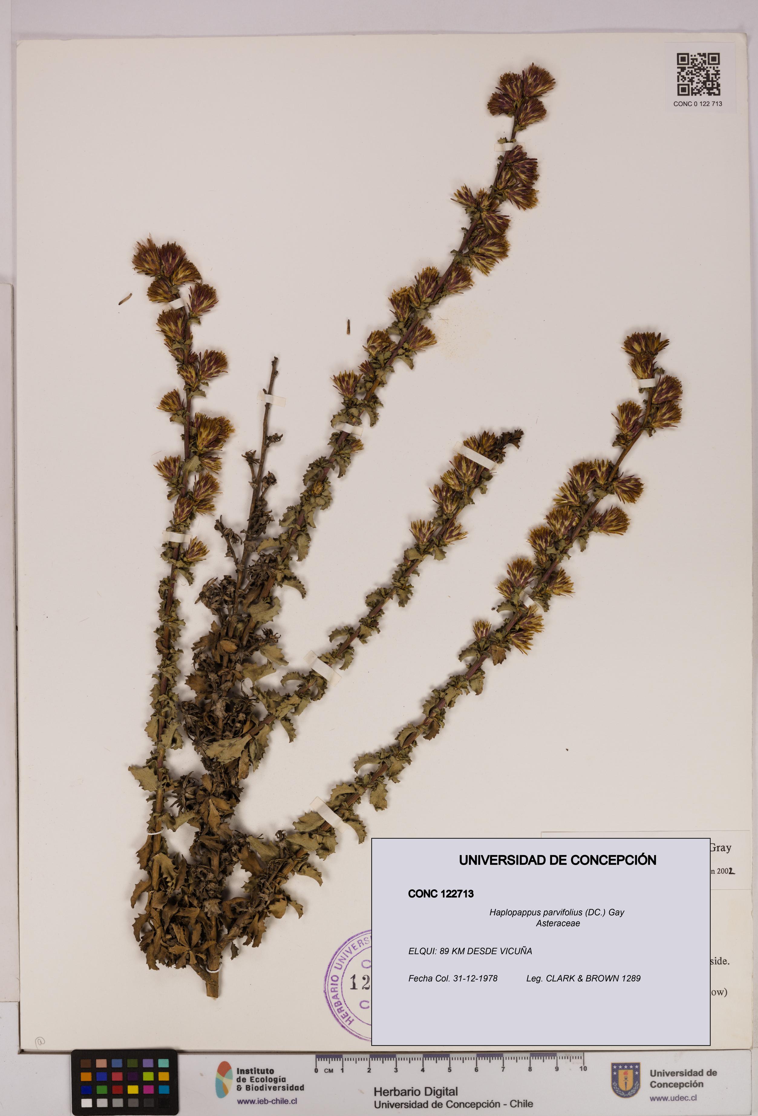 Haplopappus parvifolius [Espécimen: UDEC:CONC:0122713]