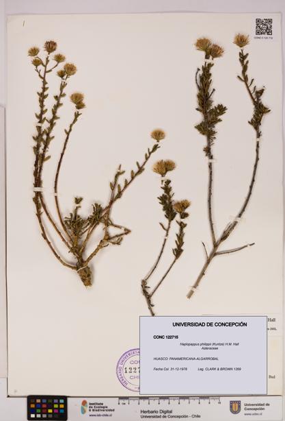 Haplopappus philippii [Espécimen: UDEC:CONC:0122715]