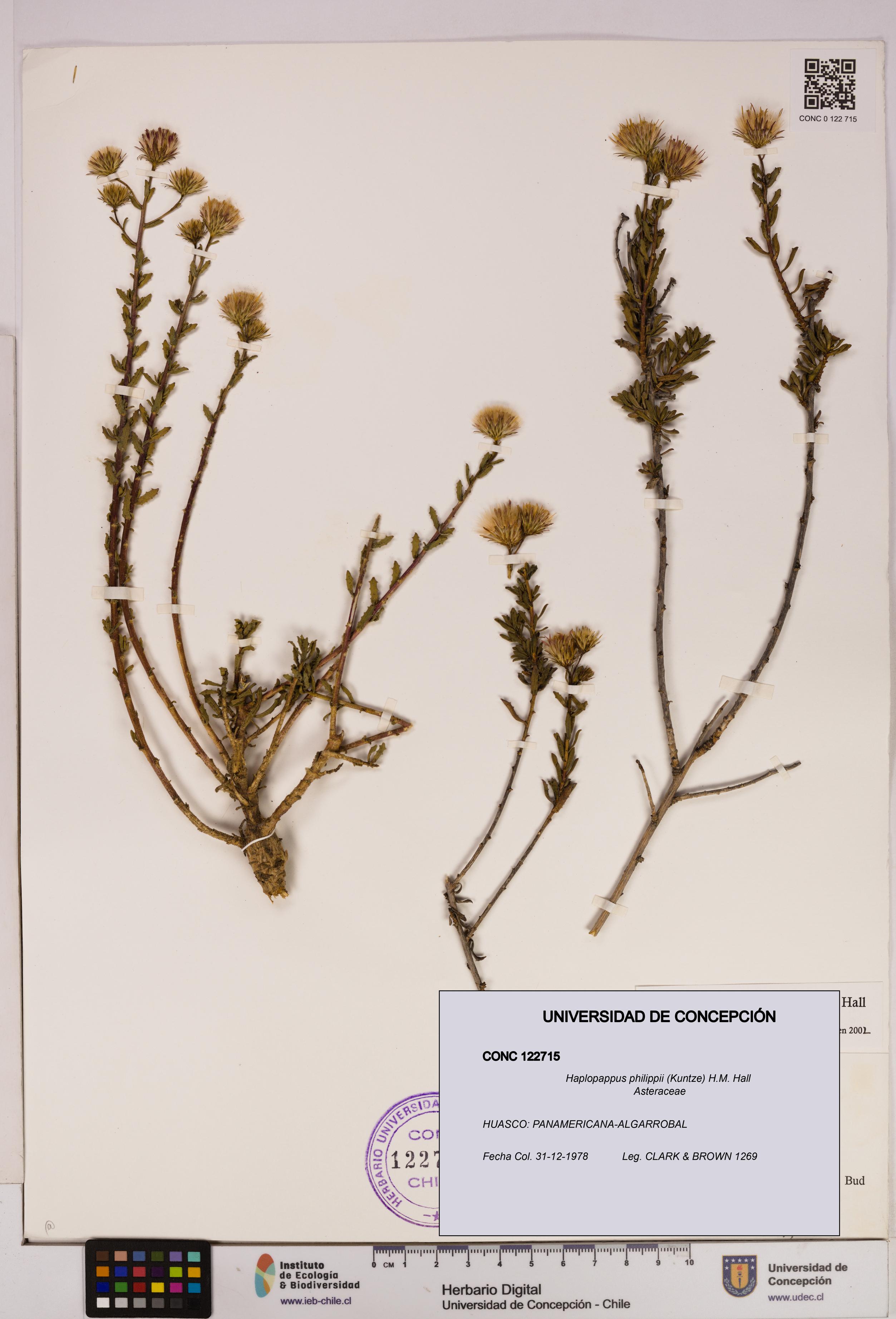 Haplopappus philippii [Espécimen: UDEC:CONC:0122715]