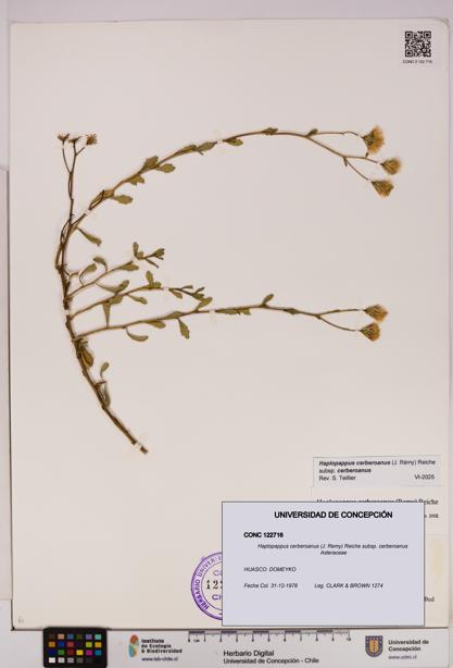 Haplopappus cerberoanus subsp. cerberoanus [Espécimen: UDEC:CONC:0122716]