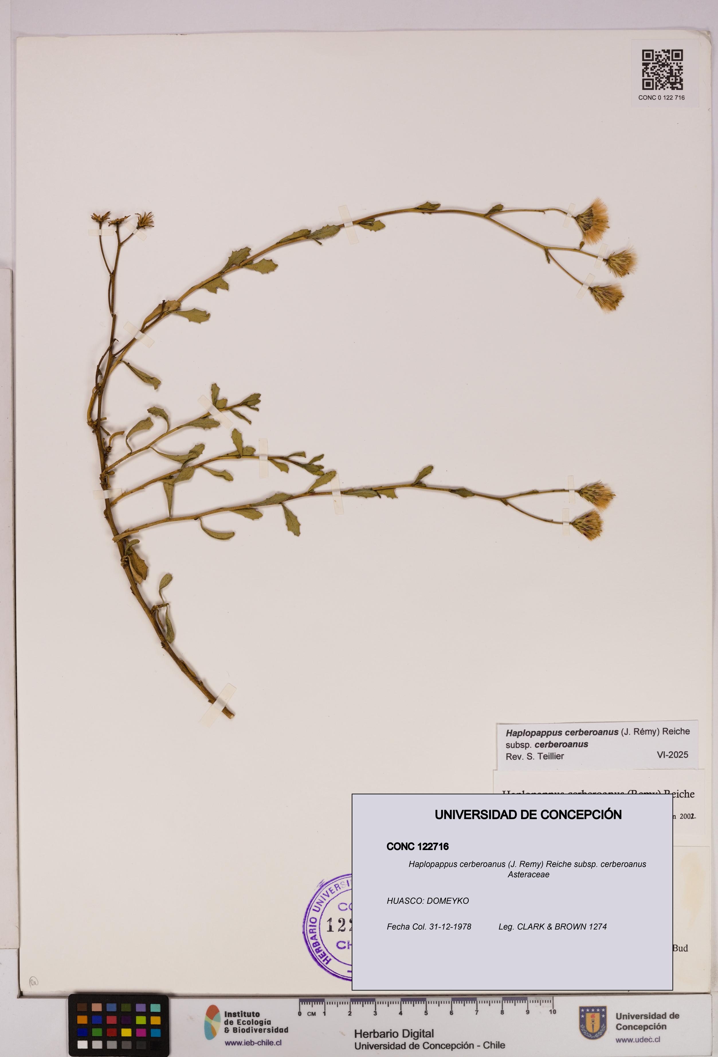 Haplopappus cerberoanus subsp. cerberoanus [Espécimen: UDEC:CONC:0122716]