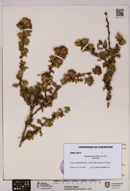 Haplopappus parvifolius [Espécimen: UDEC:CONC:0122717]