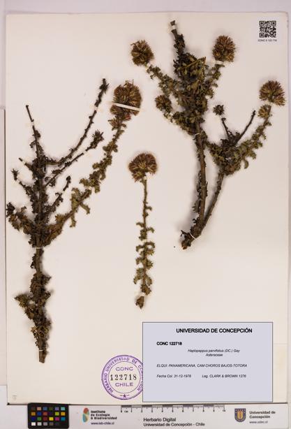 Haplopappus parvifolius [Espécimen: UDEC:CONC:0122718]