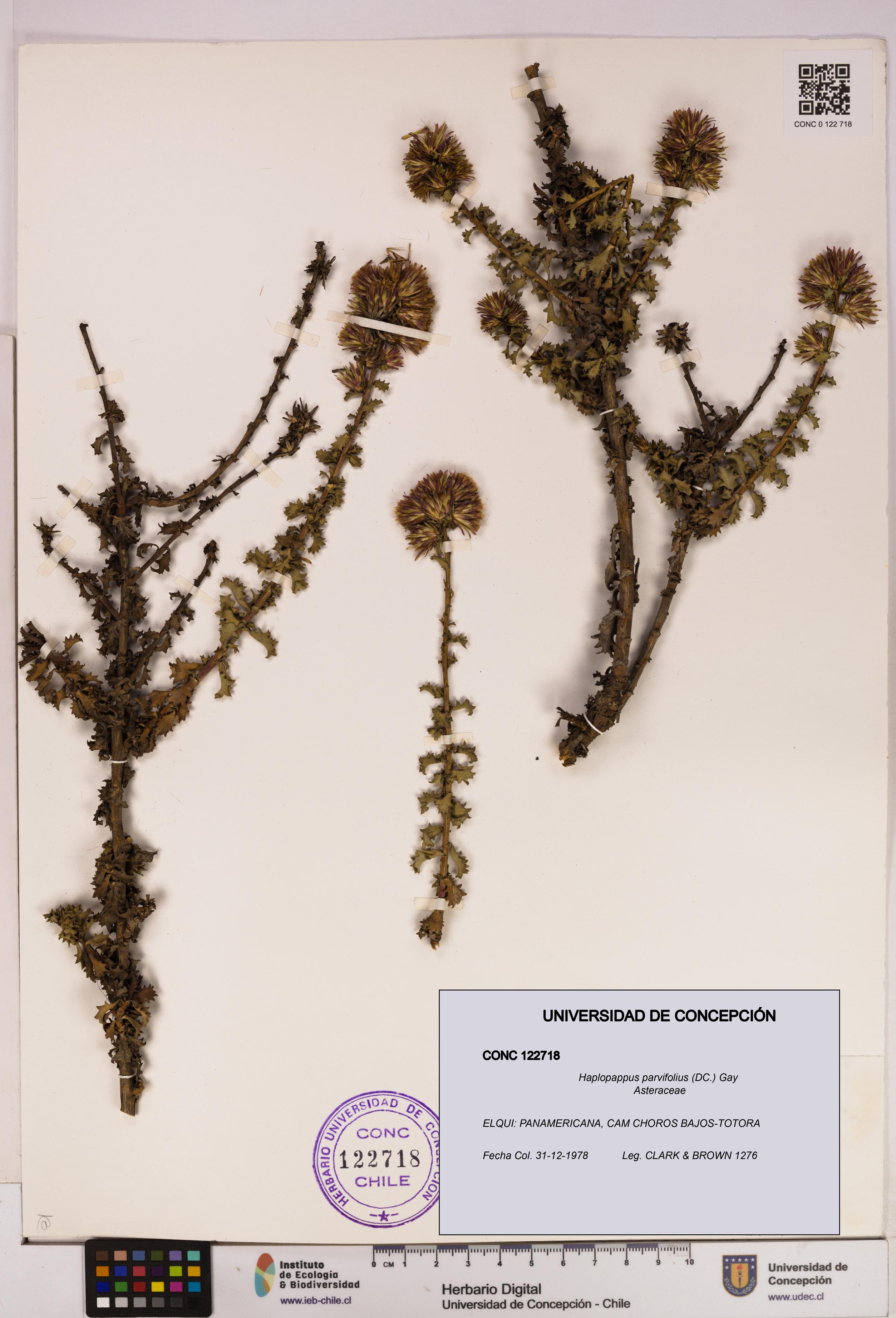 Haplopappus parvifolius [Espécimen: UDEC:CONC:0122718]