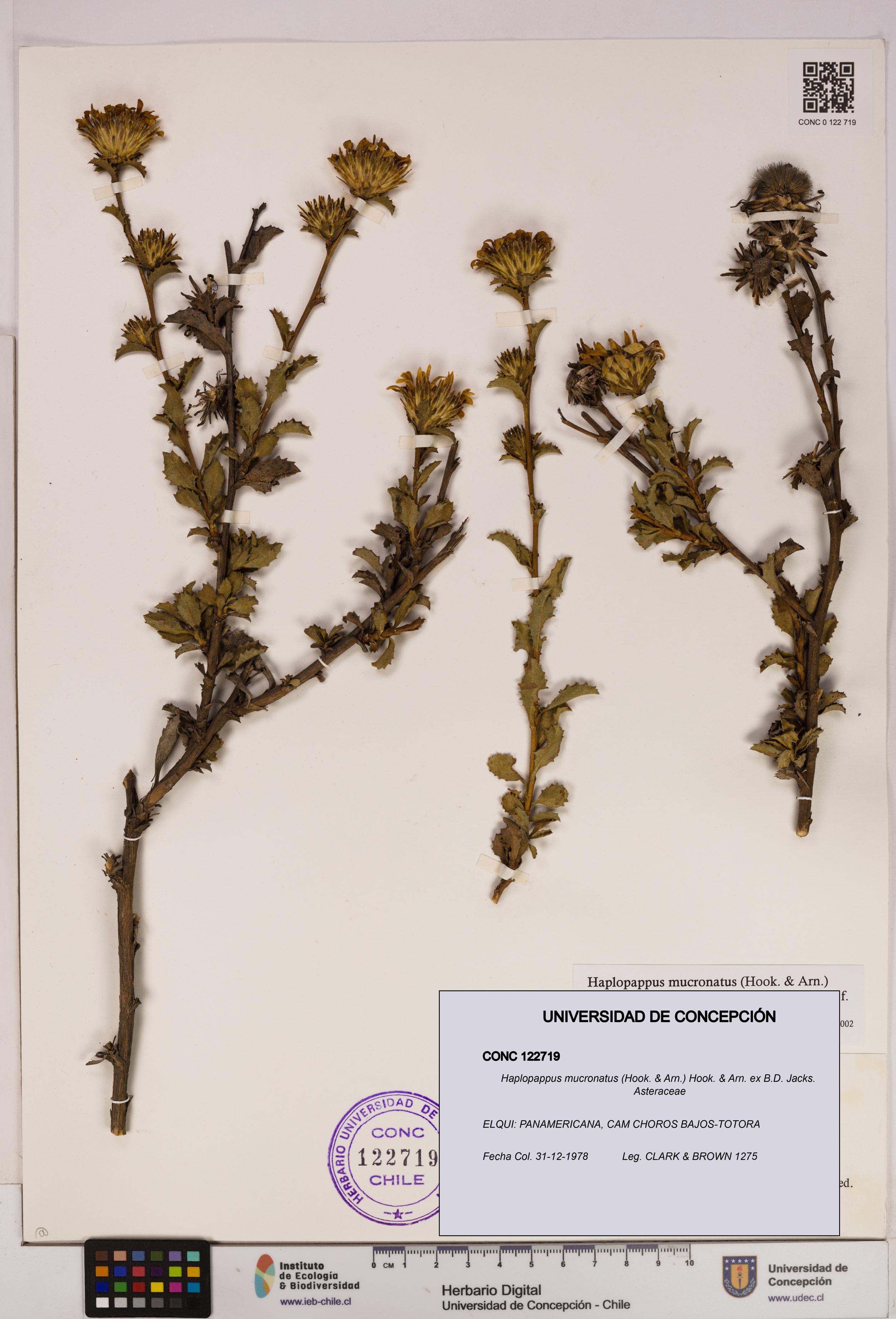 Haplopappus mucronatus [Espécimen: UDEC:CONC:0122719]