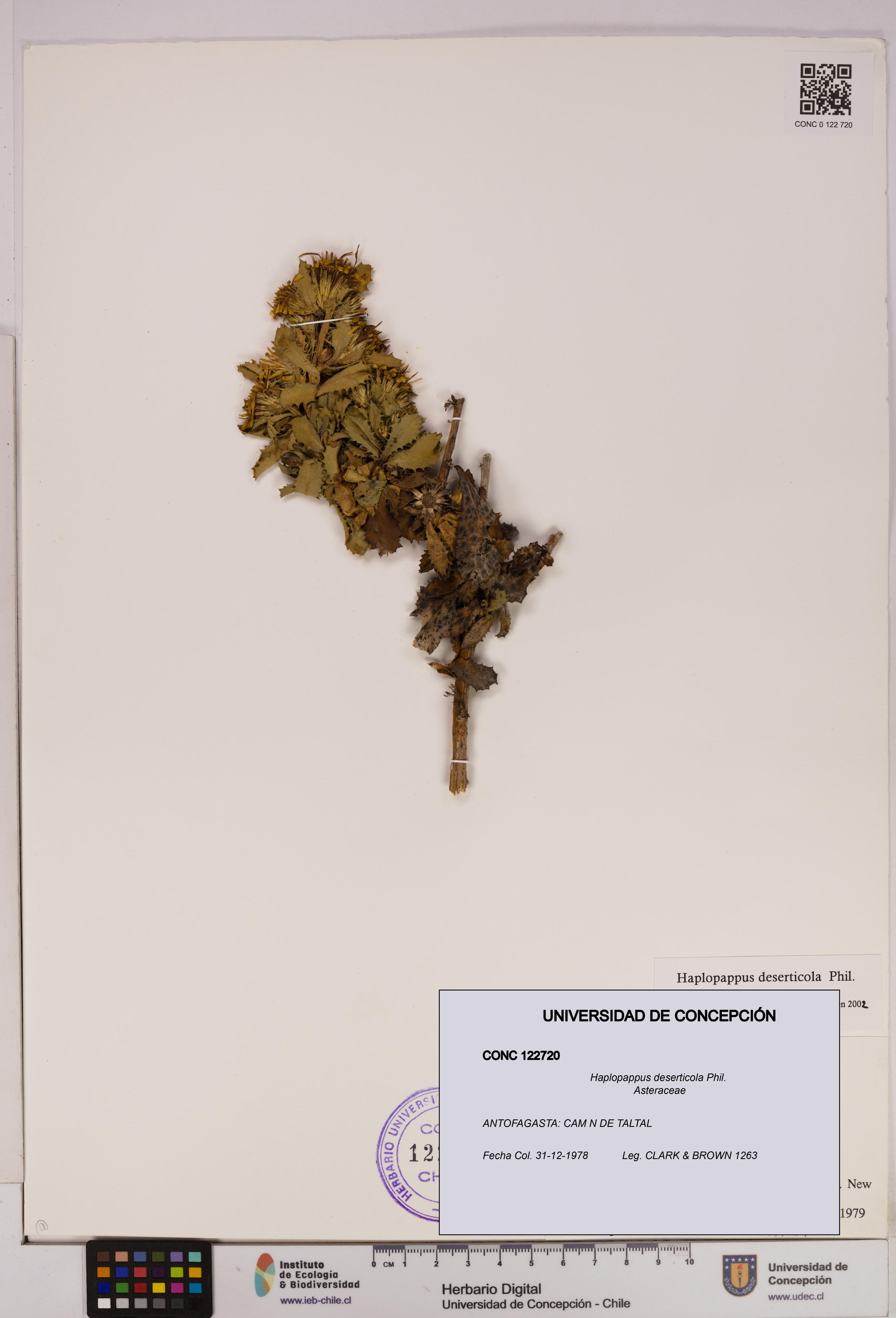 Haplopappus deserticola [Espécimen: UDEC:CONC:0122720]