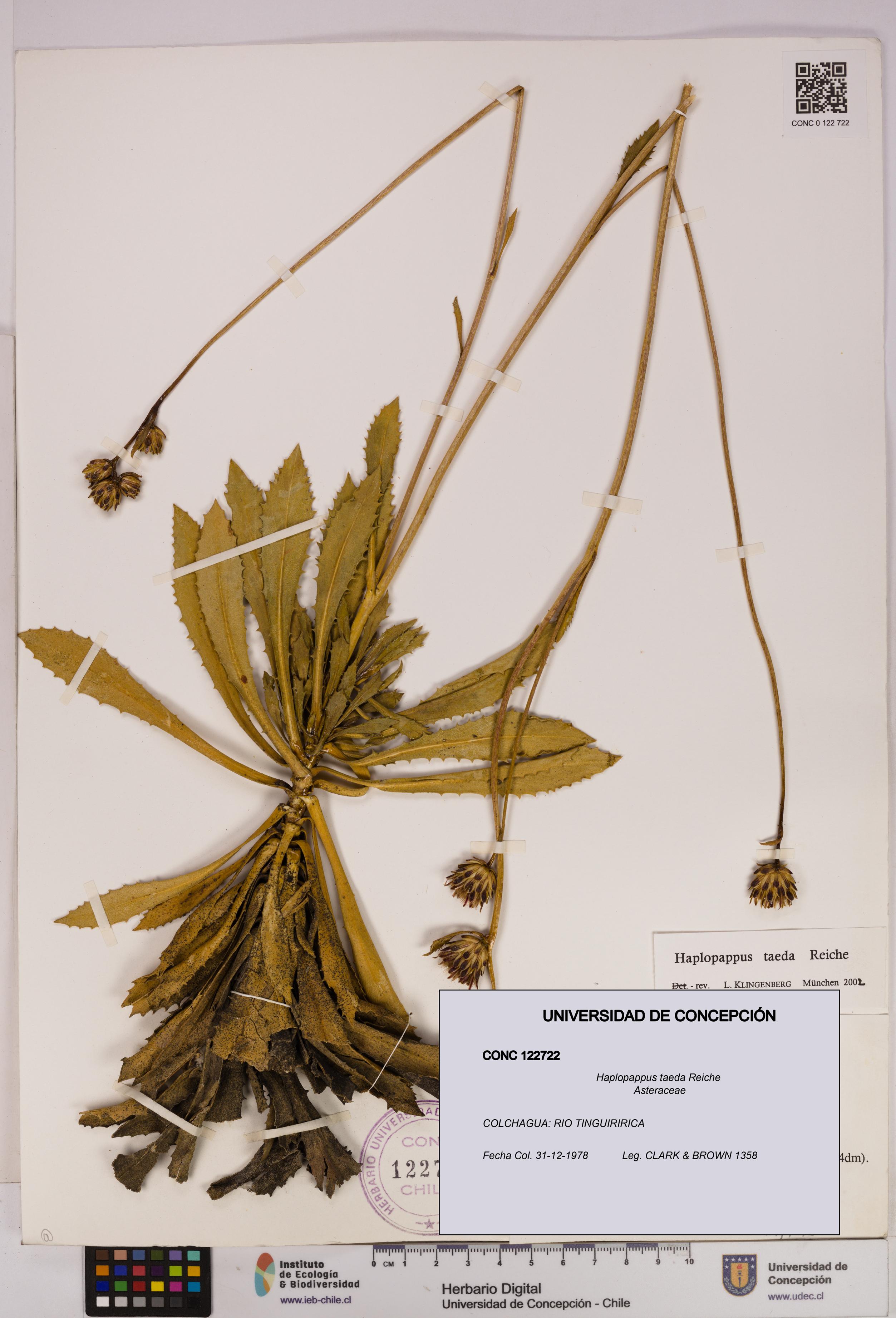 Haplopappus taeda [Espécimen: UDEC:CONC:0122722]
