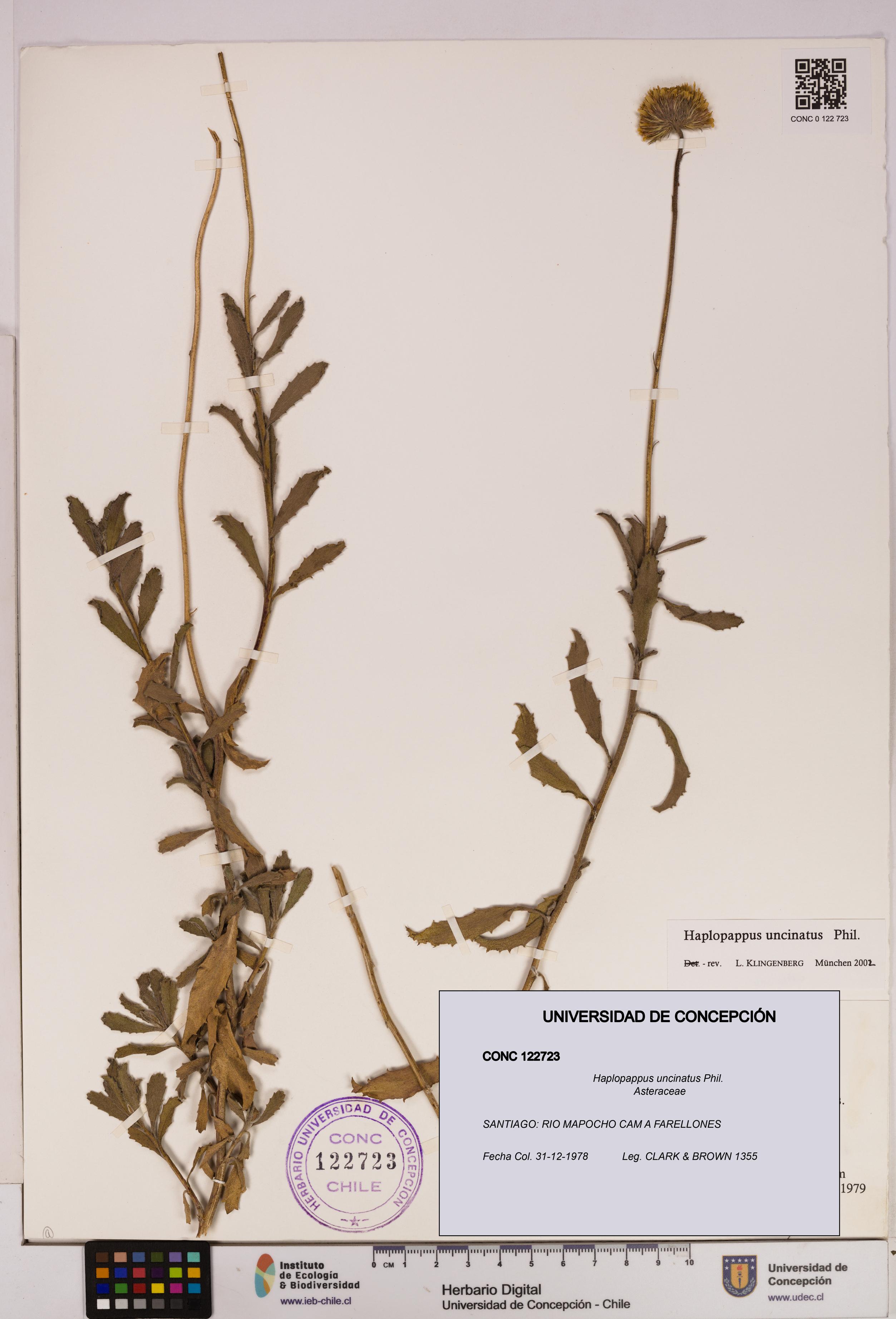 Haplopappus uncinatus [Espécimen: UDEC:CONC:0122723]