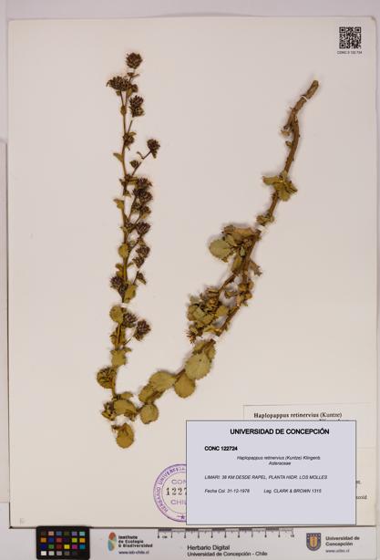 Haplopappus retinervius [Espécimen: UDEC:CONC:0122724]