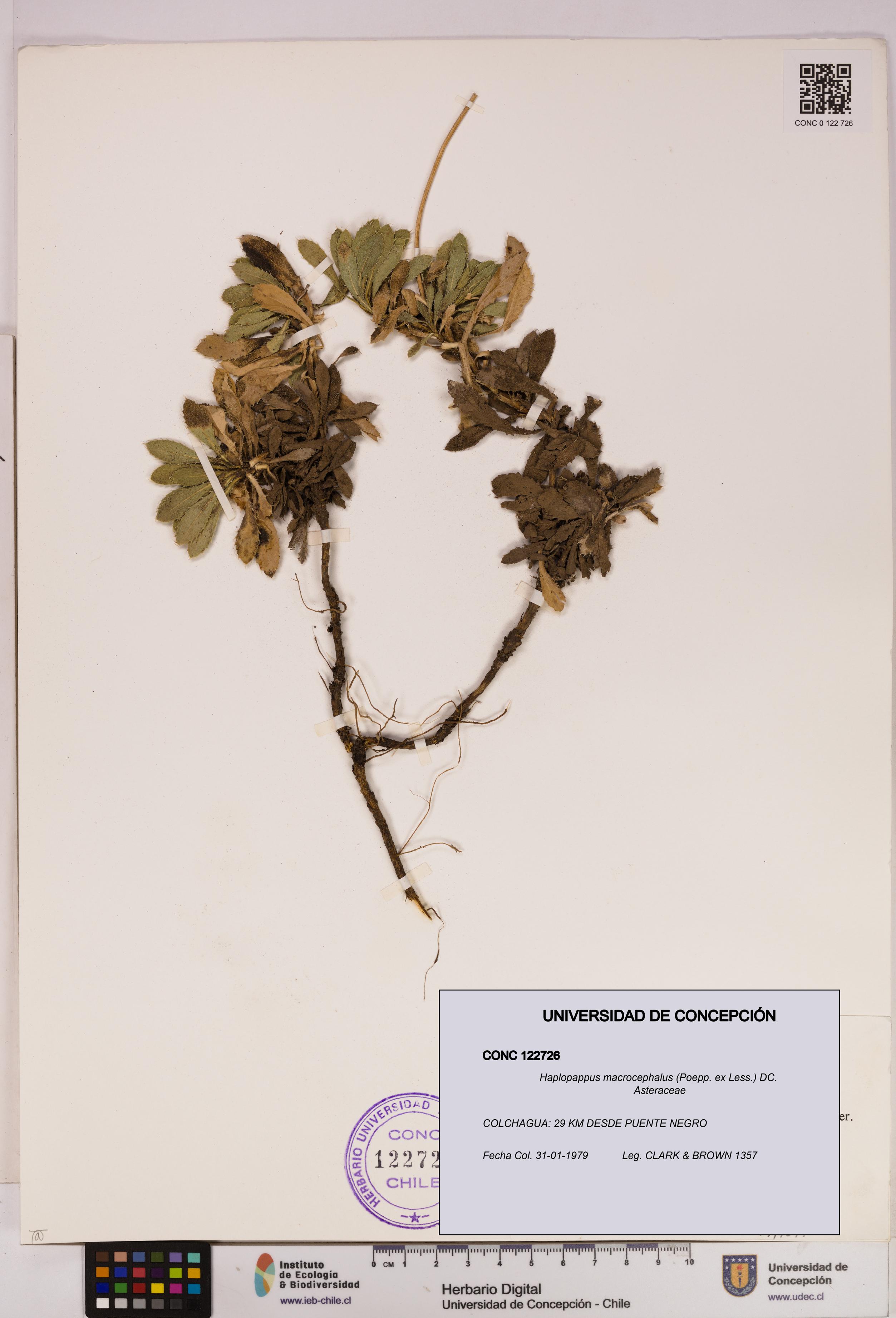 Haplopappus macrocephalus [Espécimen: UDEC:CONC:0122726]