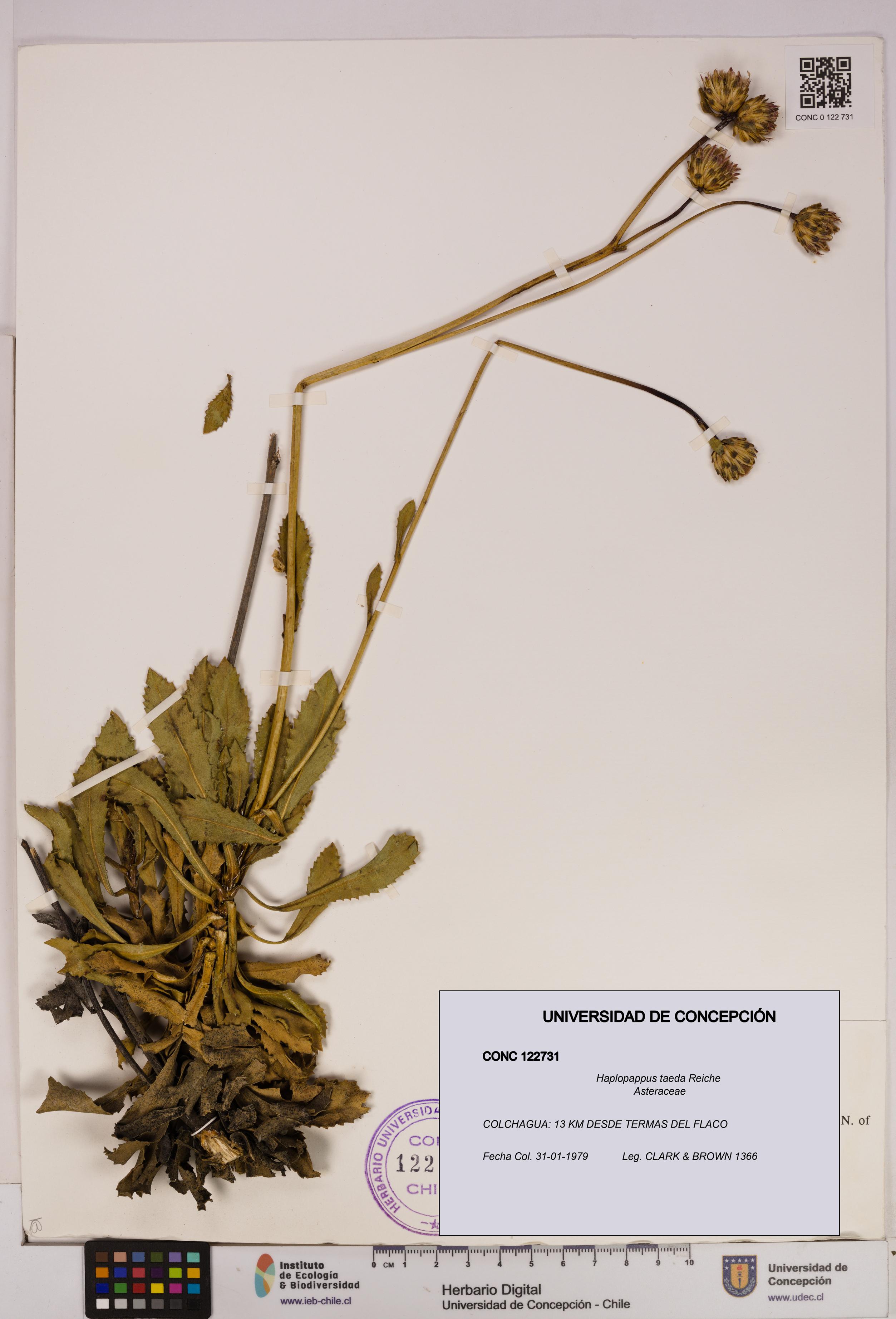 Haplopappus taeda [Espécimen: UDEC:CONC:0122731]