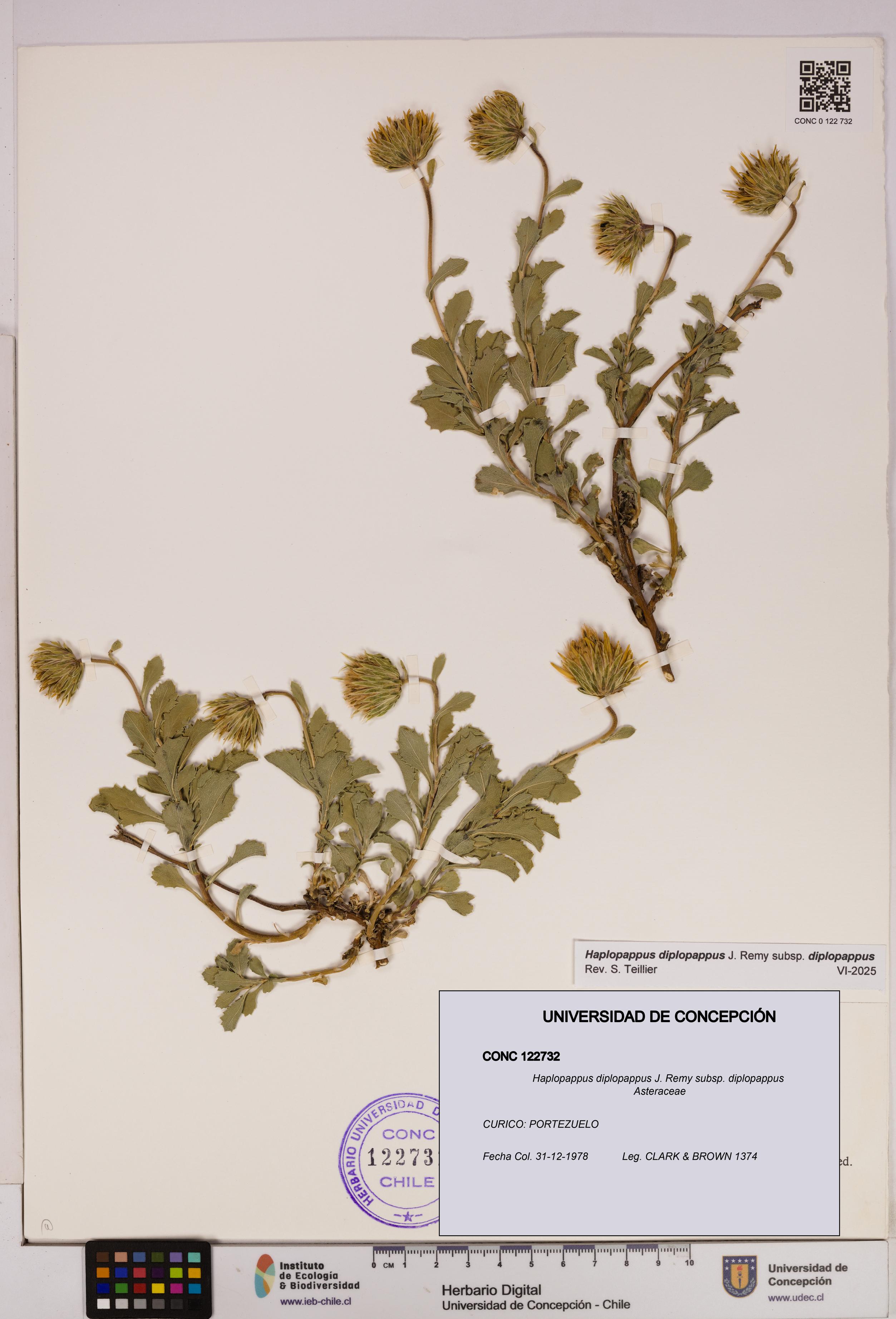 Haplopappus diplopappus subsp. diplopappus [Espécimen: UDEC:CONC:0122732]