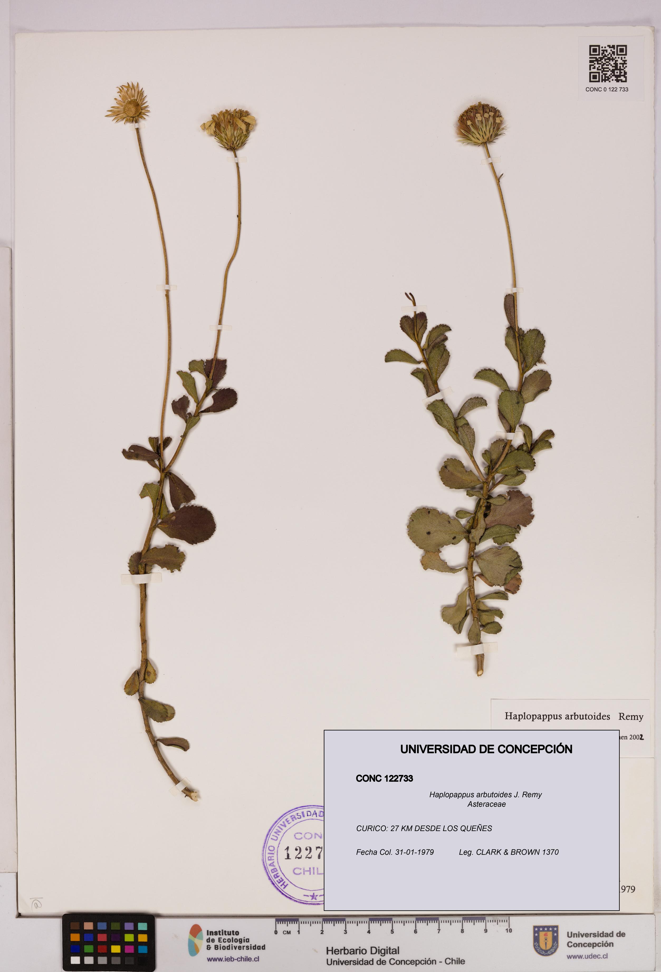 Haplopappus arbutoides [Espécimen: UDEC:CONC:0122733]