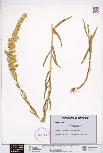 Solidago chilensis [Espécimen: ]