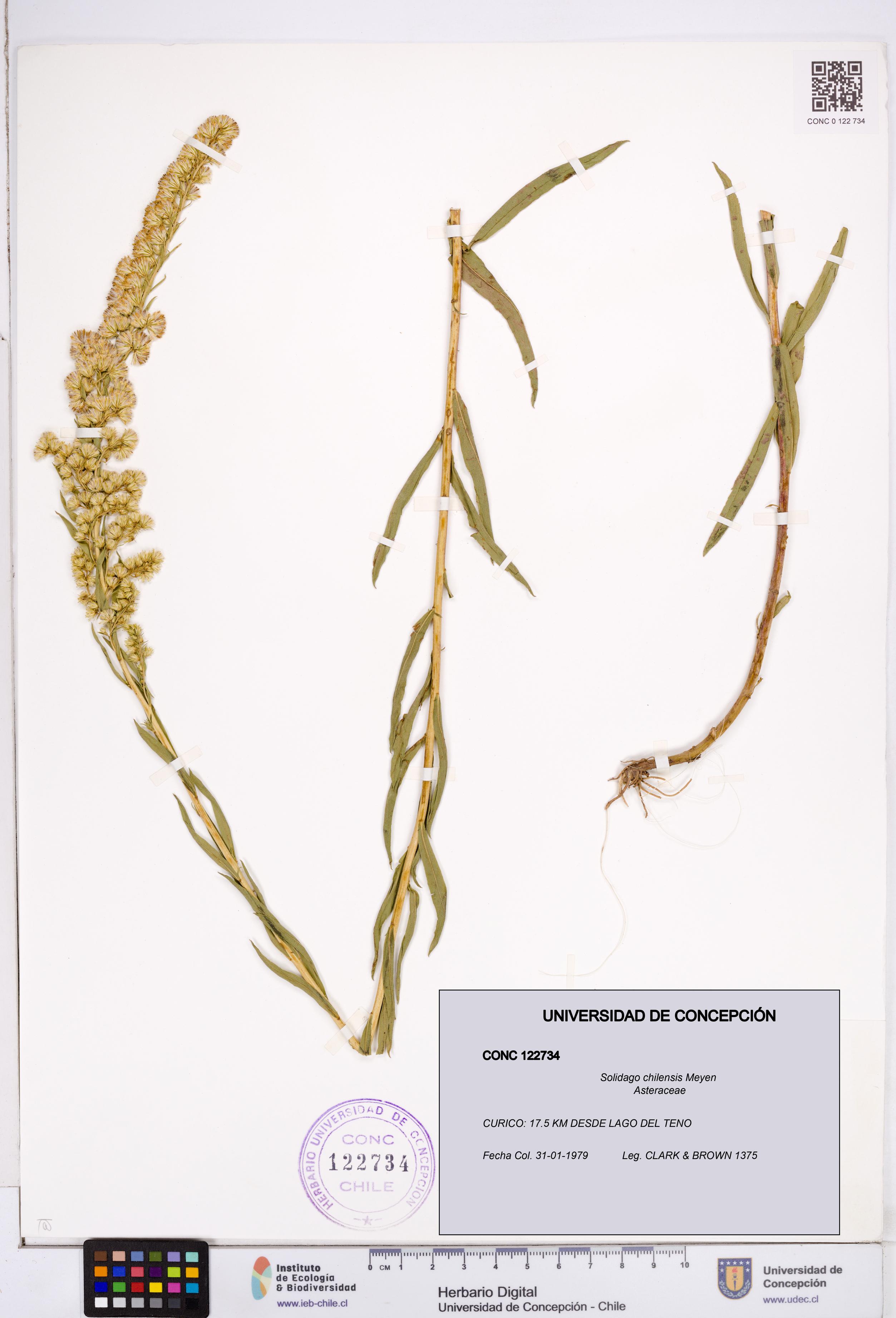 Solidago chilensis [Espécimen: ]