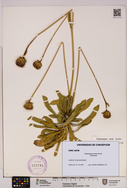 Haplopappus taeda [Espécimen: UDEC:CONC:0122735]