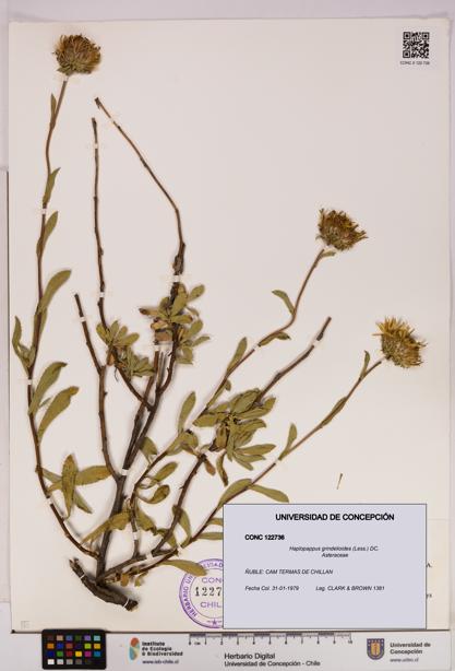 Haplopappus grindelioides [Espécimen: UDEC:CONC:0122736]