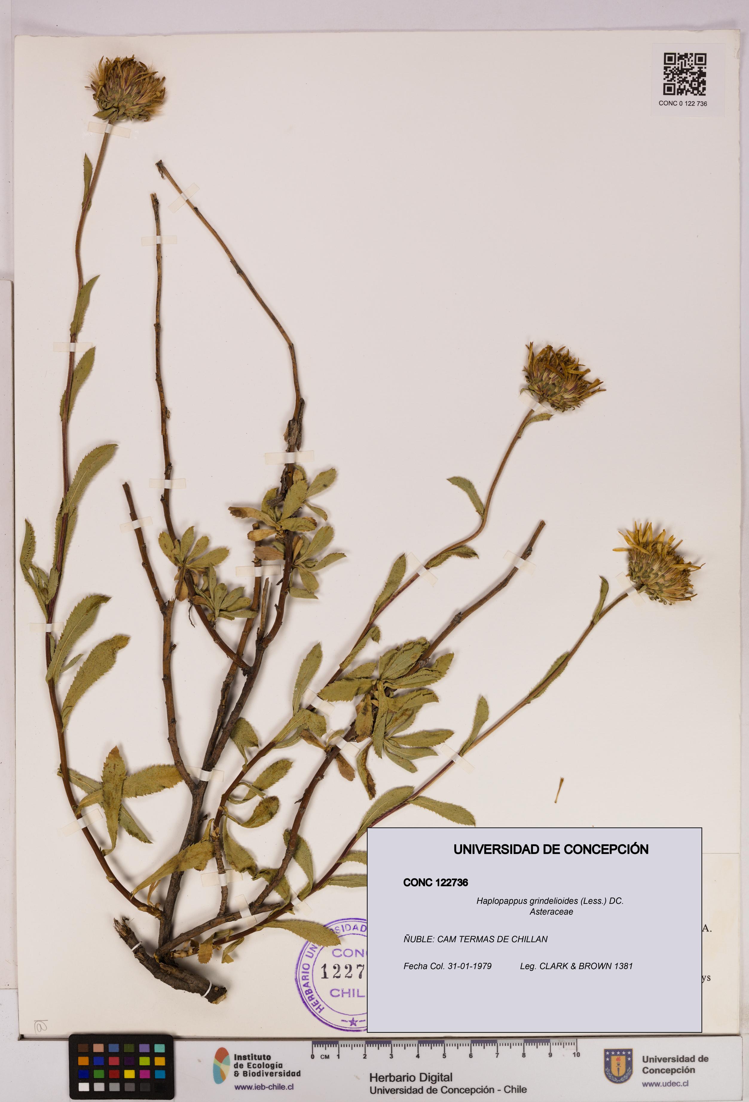 Haplopappus grindelioides [Espécimen: UDEC:CONC:0122736]