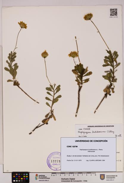 Haplopappus bustillosianus [Espécimen: UDEC:CONC:0122738]