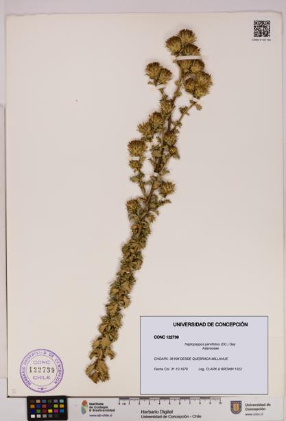 Haplopappus parvifolius [Espécimen: UDEC:CONC:0122739]