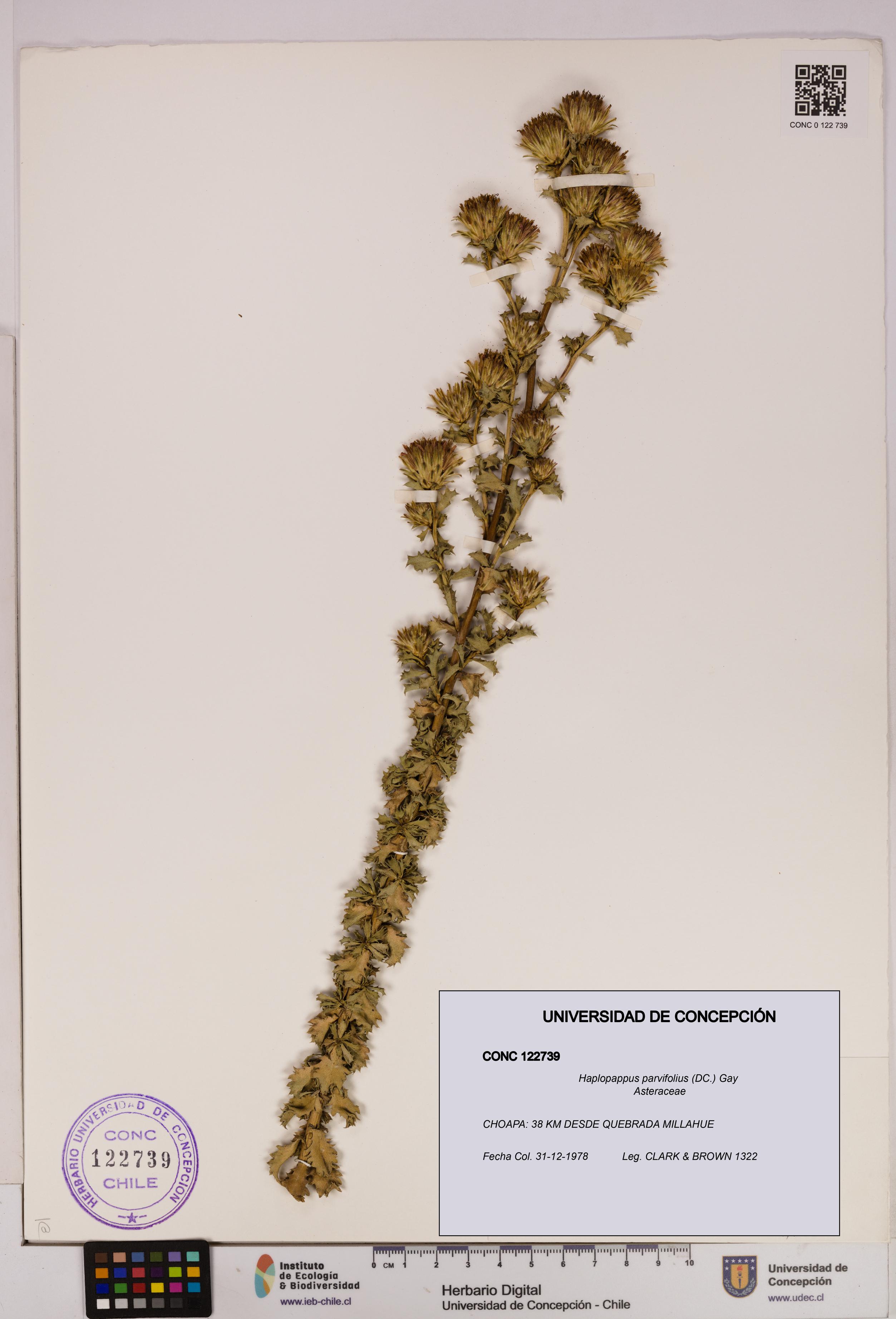 Haplopappus parvifolius [Espécimen: UDEC:CONC:0122739]