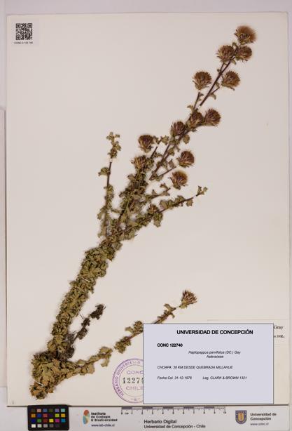 Haplopappus parvifolius [Espécimen: UDEC:CONC:0122740]