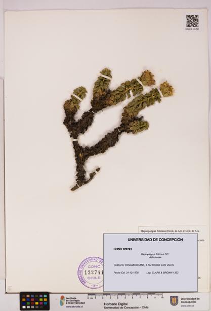 Haplopappus foliosus [Espécimen: UDEC:CONC:0122741]