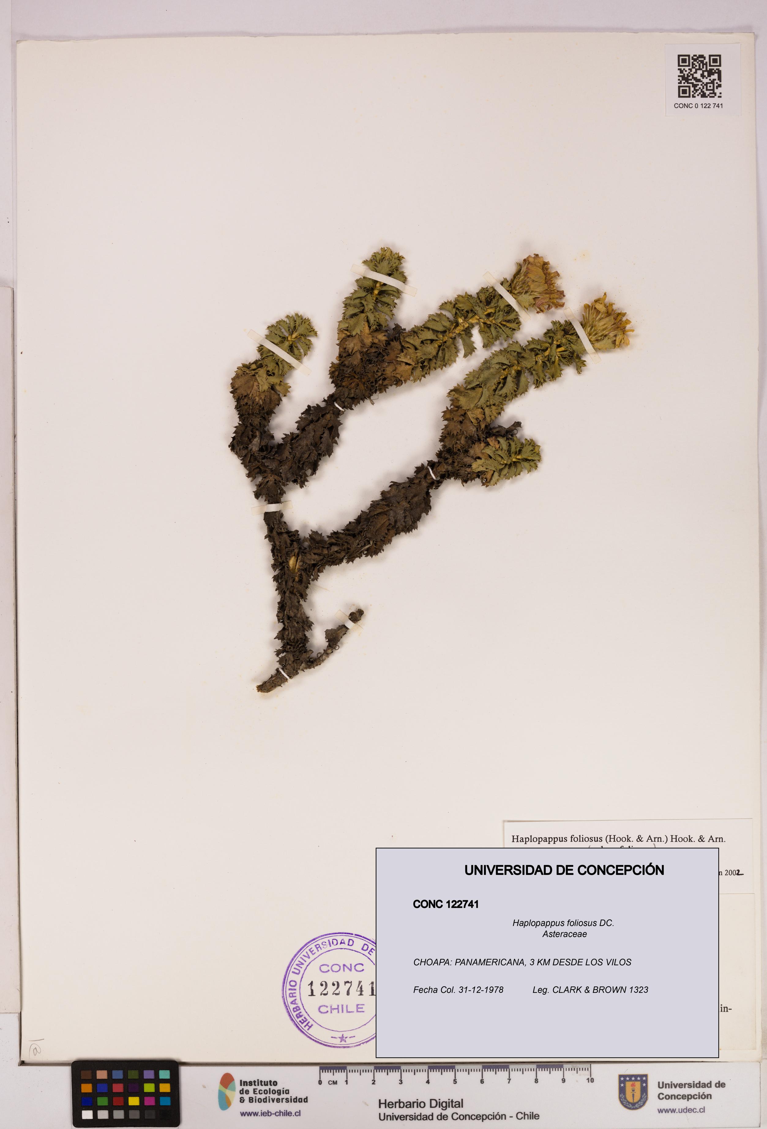 Haplopappus foliosus [Espécimen: UDEC:CONC:0122741]