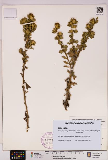 Haplopappus angustifolius subsp. saxatilis [Espécimen: UDEC:CONC:0122742]