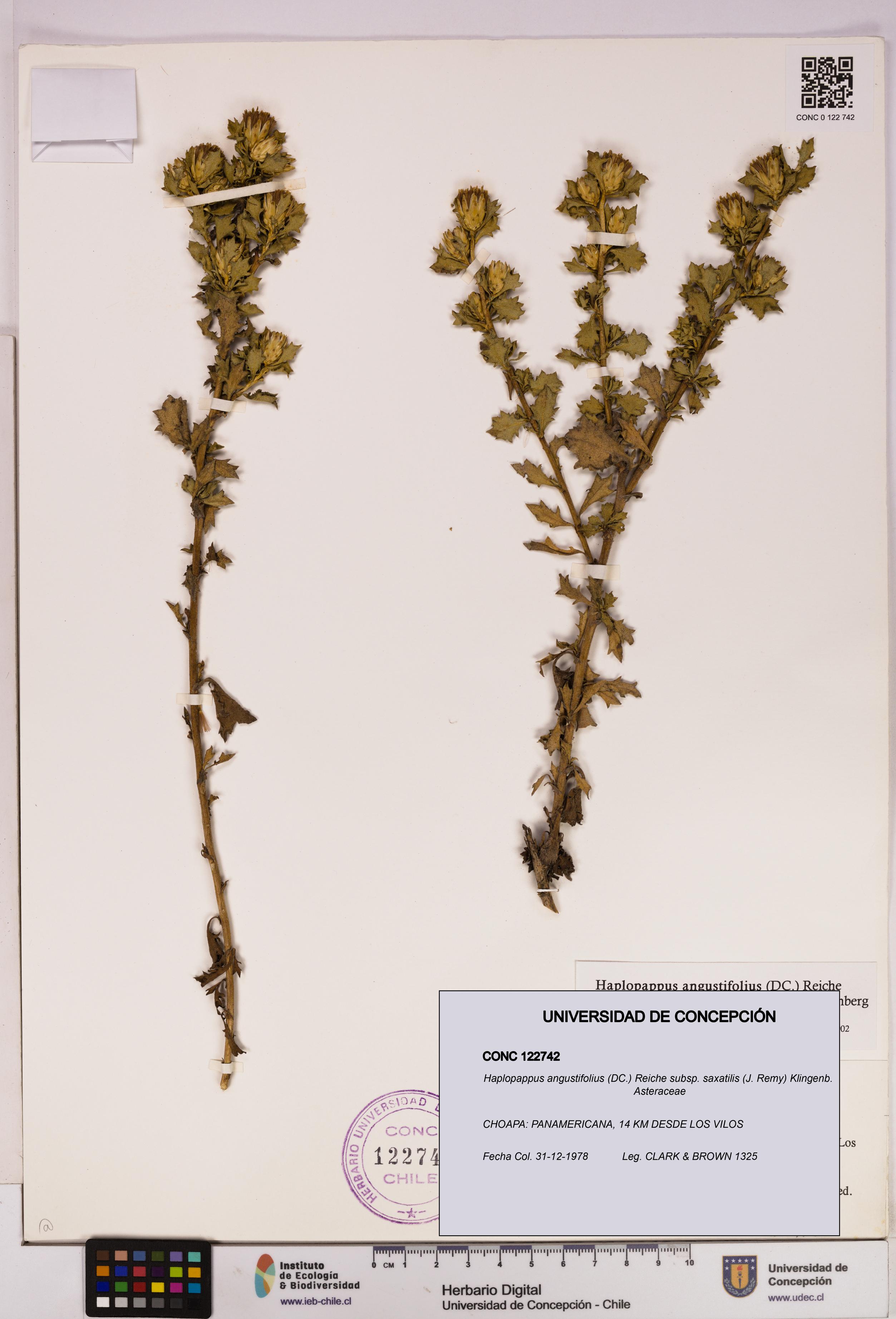 Haplopappus angustifolius subsp. saxatilis [Espécimen: UDEC:CONC:0122742]