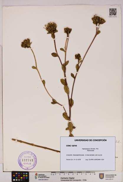 Haplopappus litoralis [Espécimen: UDEC:CONC:0122743]