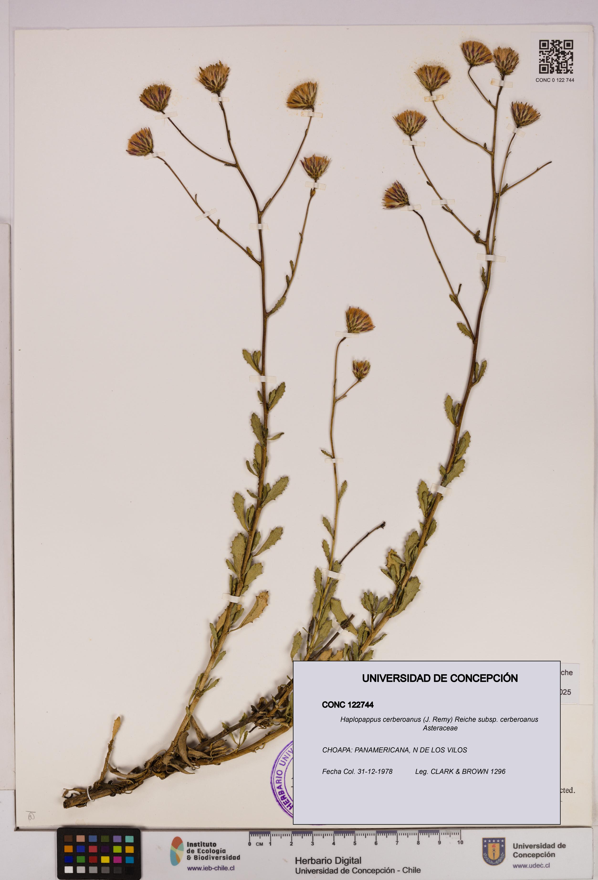Haplopappus cerberoanus subsp. cerberoanus [Espécimen: UDEC:CONC:0122744]