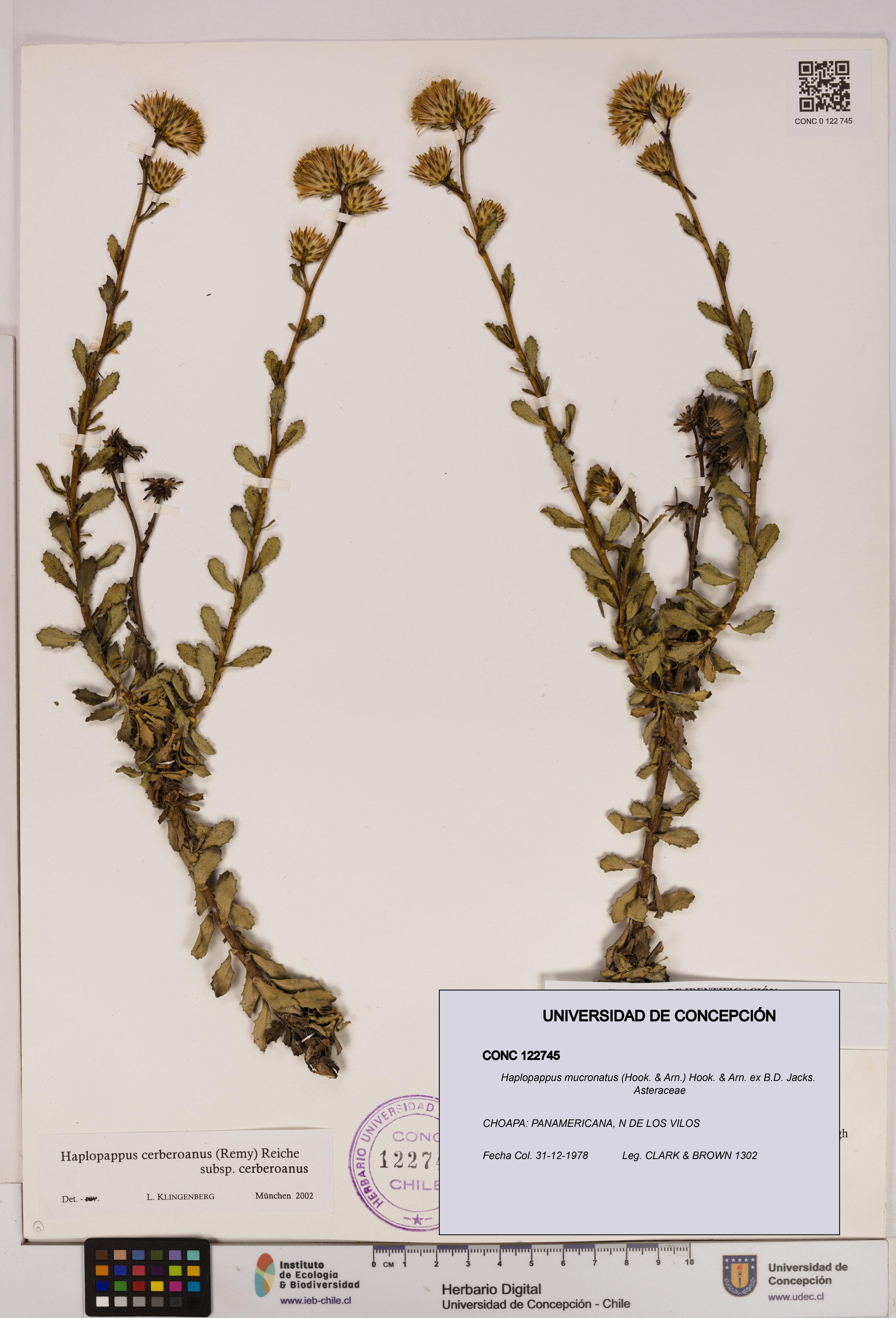 Haplopappus mucronatus [Espécimen: UDEC:CONC:0122745]
