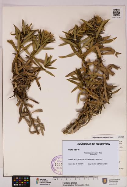 Haplopappus meyenii [Espécimen: UDEC:CONC:0122746]