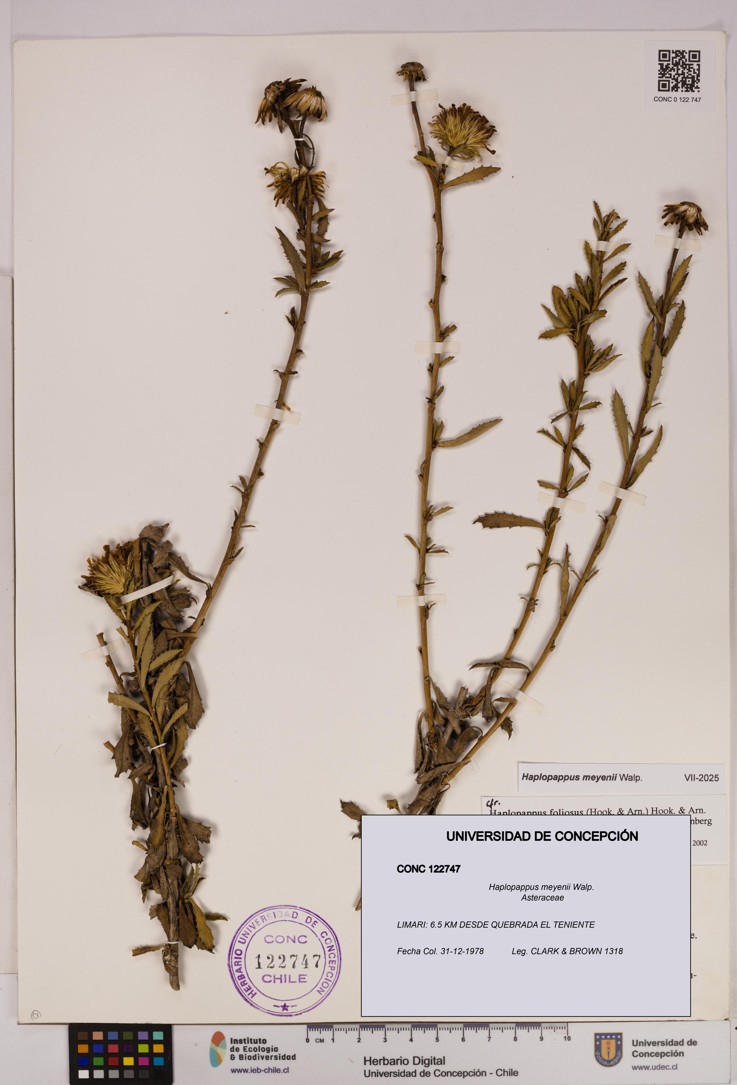 Haplopappus meyenii [Espécimen: UDEC:CONC:0122747]