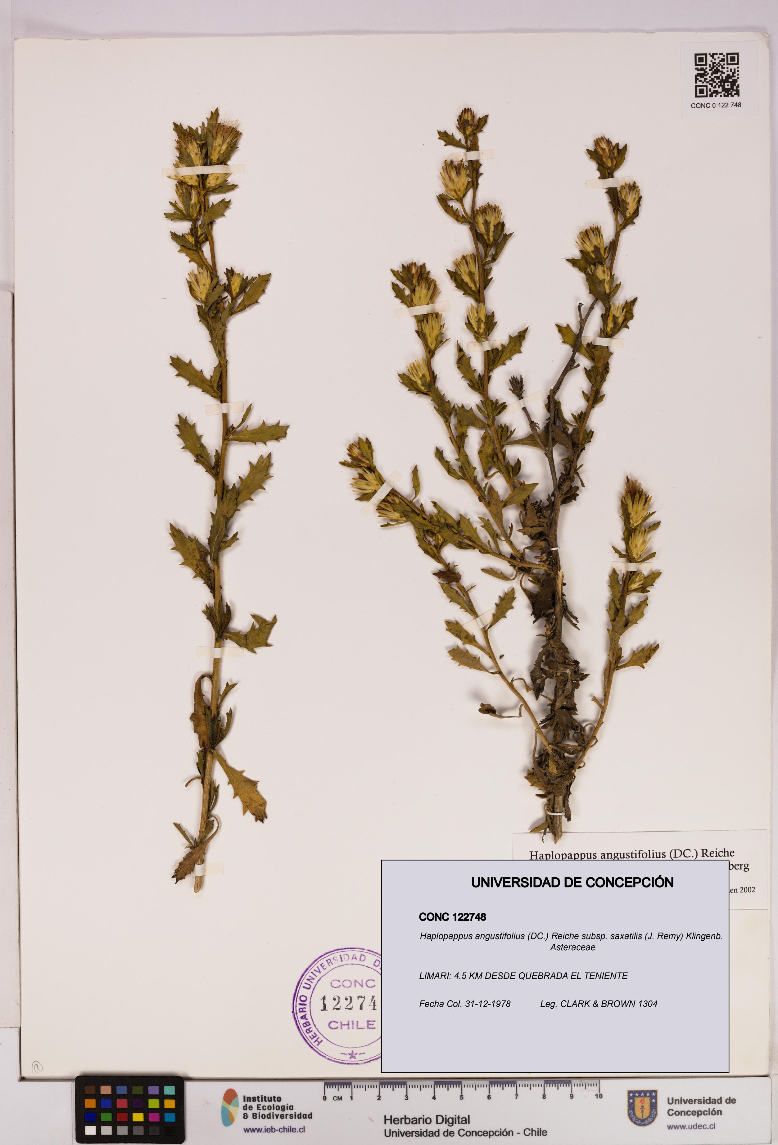 Haplopappus angustifolius subsp. saxatilis [Espécimen: UDEC:CONC:0122748]