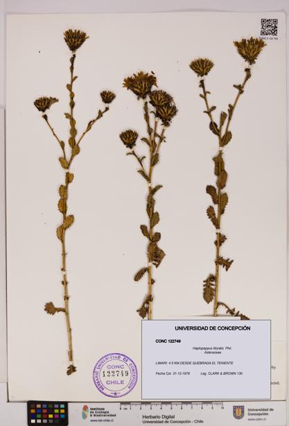 Haplopappus litoralis [Espécimen: UDEC:CONC:0122749]