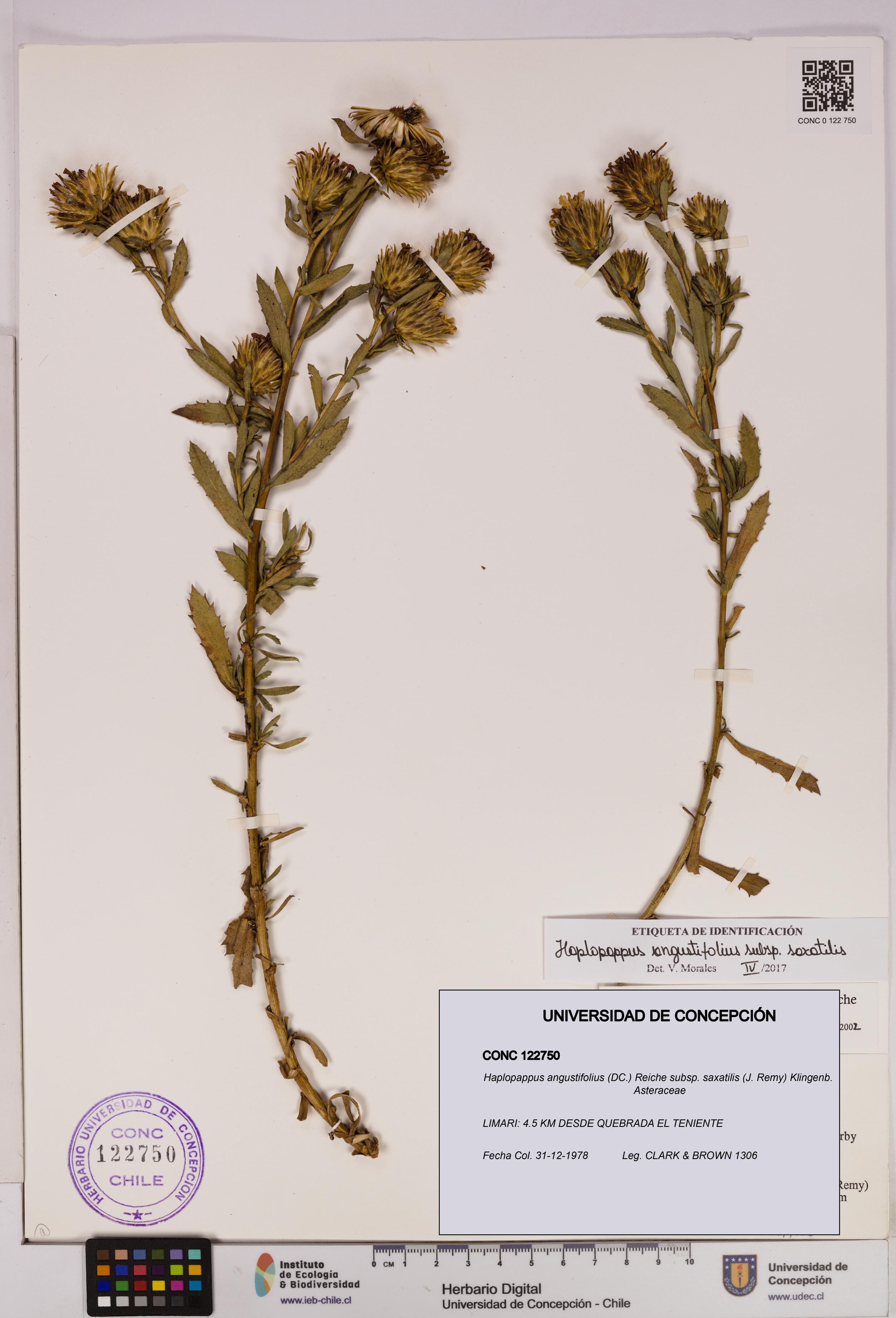 Haplopappus angustifolius subsp. saxatilis [Espécimen: UDEC:CONC:0122750]