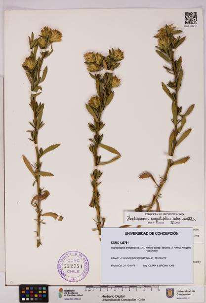 Haplopappus angustifolius subsp. saxatilis [Espécimen: UDEC:CONC:0122751]