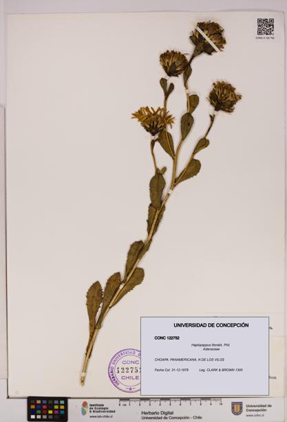 Haplopappus litoralis [Espécimen: UDEC:CONC:0122752]