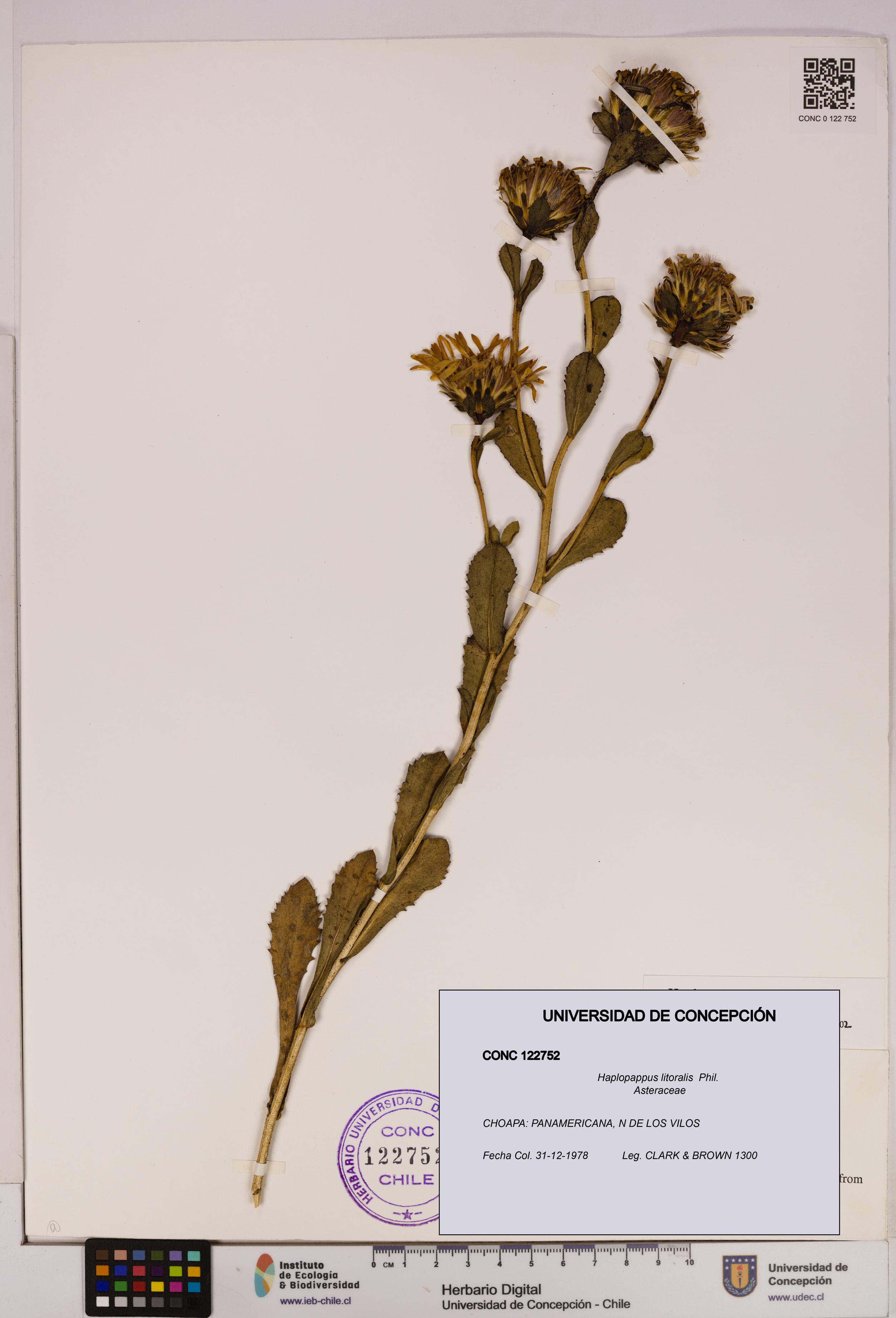 Haplopappus litoralis [Espécimen: UDEC:CONC:0122752]