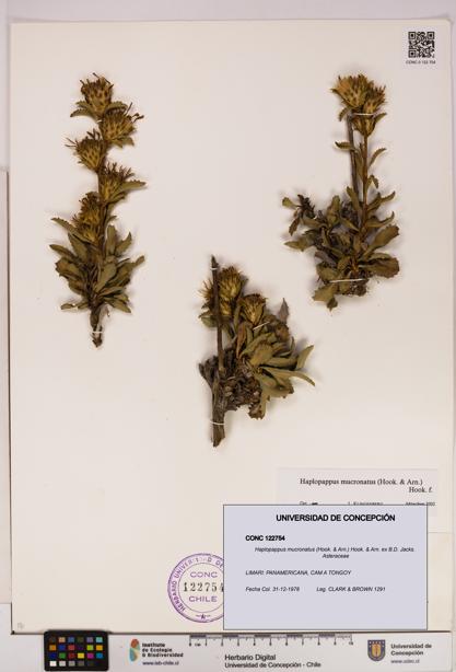 Haplopappus mucronatus [Espécimen: UDEC:CONC:0122754]