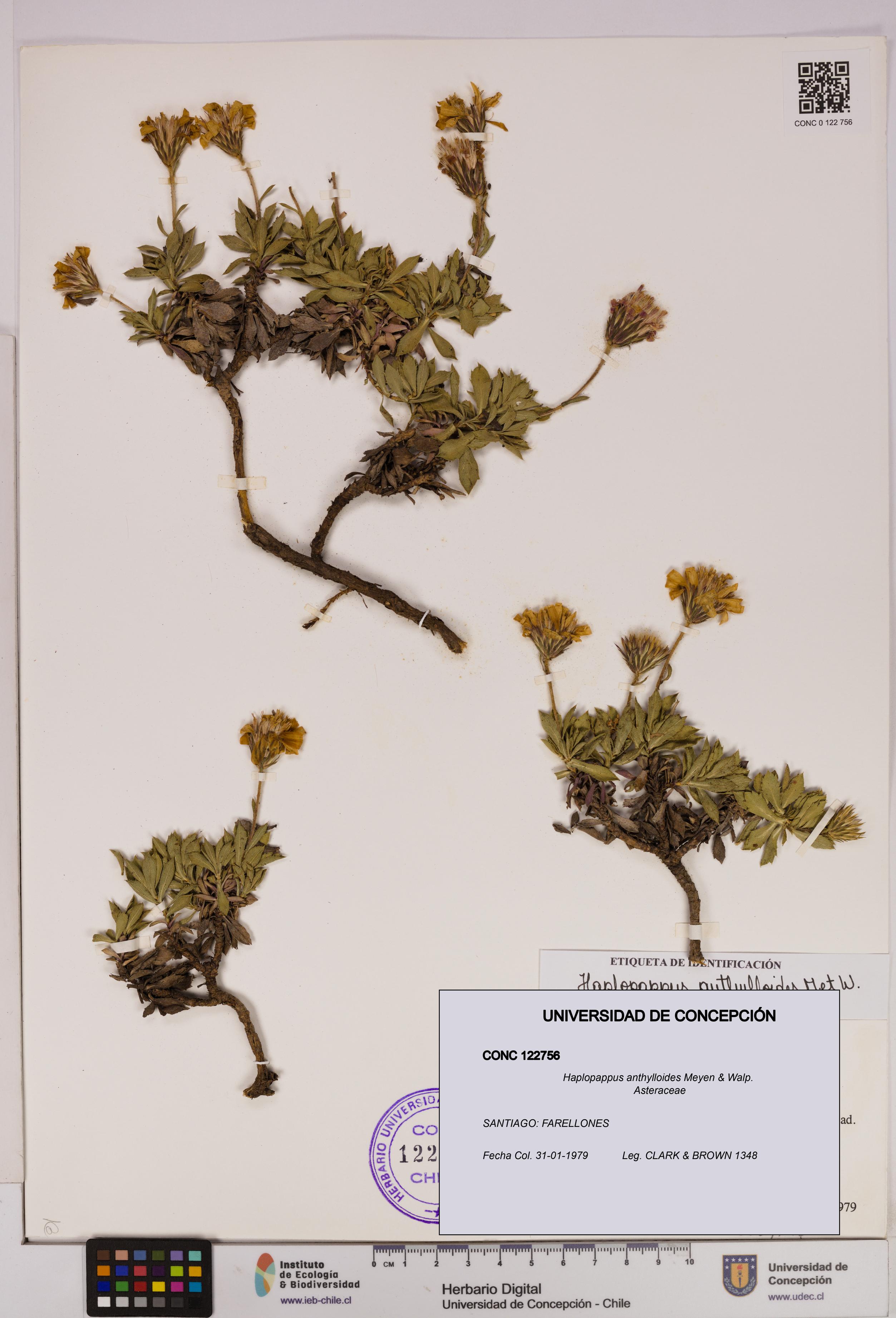Haplopappus anthylloides [Espécimen: UDEC:CONC:0122756]