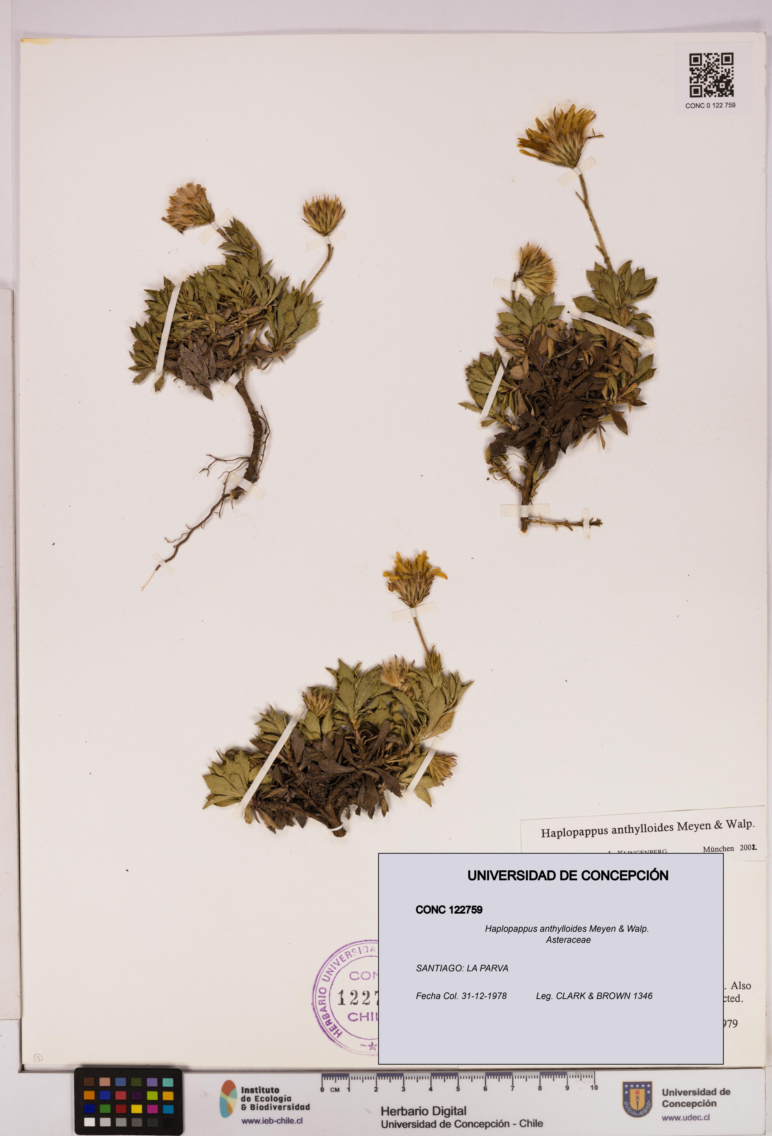 Haplopappus anthylloides [Espécimen: UDEC:CONC:0122759]