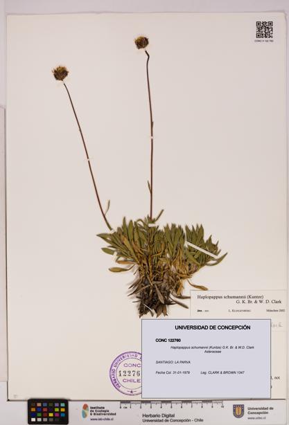 Haplopappus schumannii [Espécimen: UDEC:CONC:0122760]