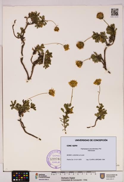 Haplopappus paucidentatus [Espécimen: UDEC:CONC:0122761]
